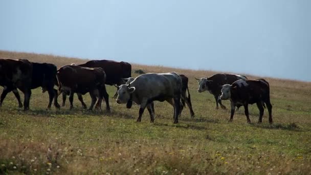 Стада корів — стокове відео