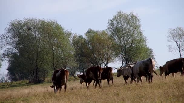 Manada de vacas — Vídeo de Stock