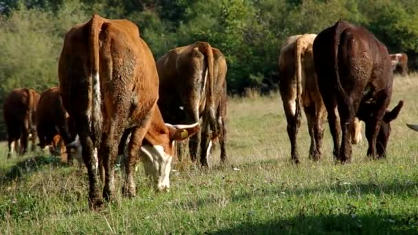 Herd of cows — Stock Video