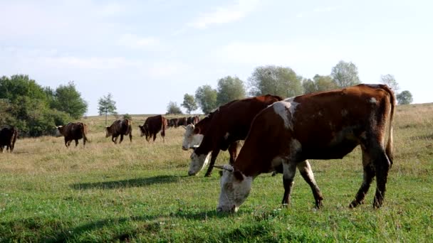 Manada de vacas — Vídeo de Stock