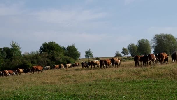 Manada de vacas — Vídeo de Stock