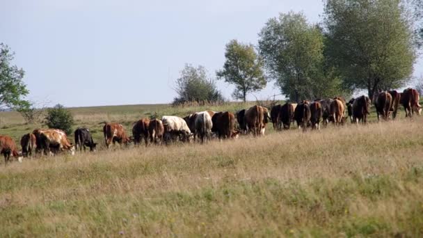 Стадо коров — стоковое видео
