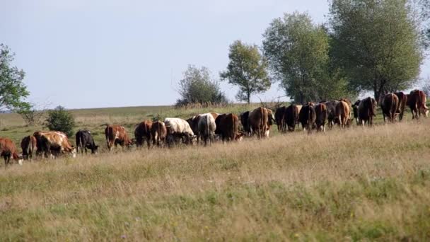 Manada de vacas — Vídeo de Stock