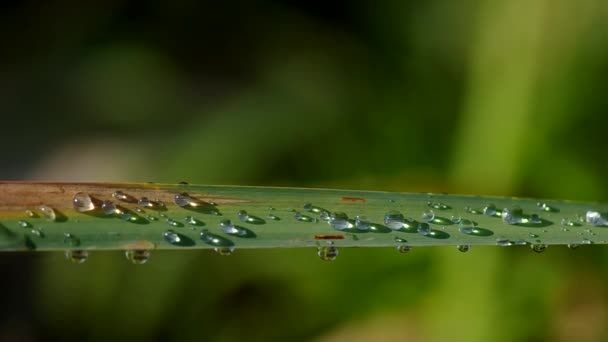 Waterdruppels op riet — Stockvideo