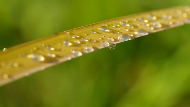 Waterdruppels op riet — Stockvideo