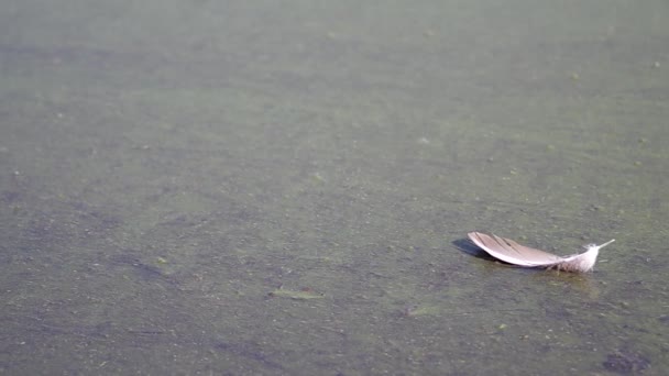 Pluma de pájaro en la superficie del lago — Vídeos de Stock