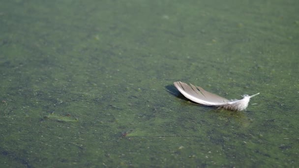 Pluma de pájaro en la superficie del lago — Vídeo de stock