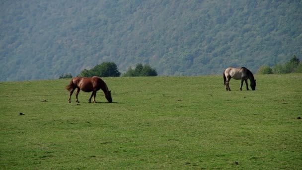 Dos caballos en un prado — Vídeo de stock