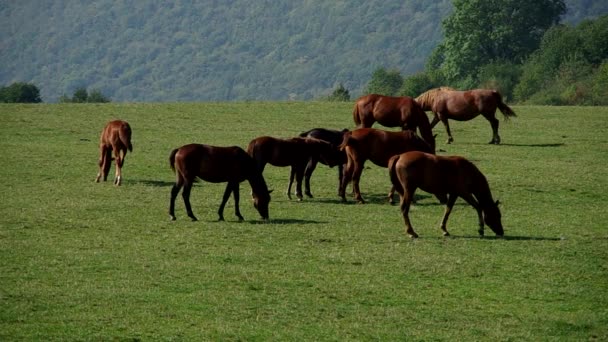 Manada de cavalos castanhos — Vídeo de Stock