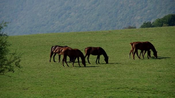 Herd of brown horses — Stock Video