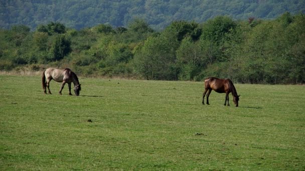 Zwei Pferde auf einer Weide — Stockvideo