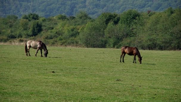 Δύο άλογα σε ένα λιβάδι — Αρχείο Βίντεο