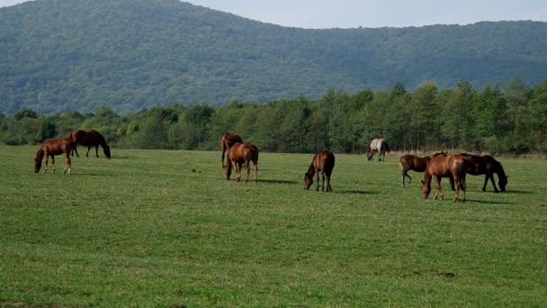 Troupeau de chevaux bruns 