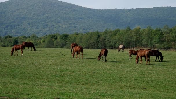 Manada de caballos marrones — Vídeo de stock