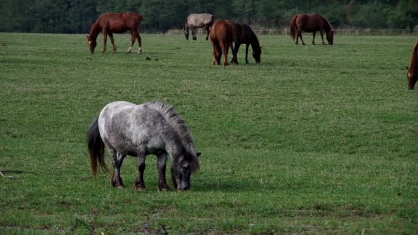 Pony between horses — Stock Video