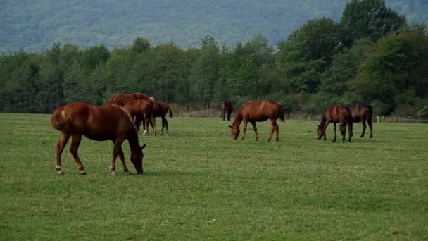 Troupeau de chevaux bruns 