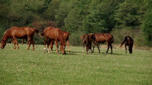 Стадо коричневих коней — стокове відео