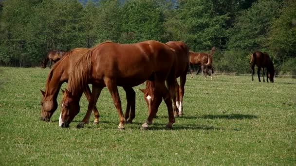 Kudde van bruin paarden — Stockvideo