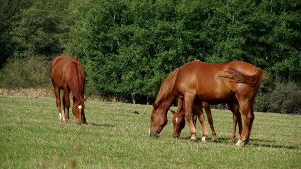 Kudde van bruin paarden — Stockvideo