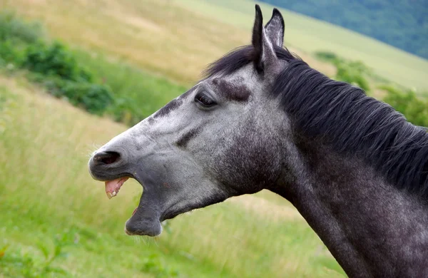 Gray horse head — Stock Photo, Image