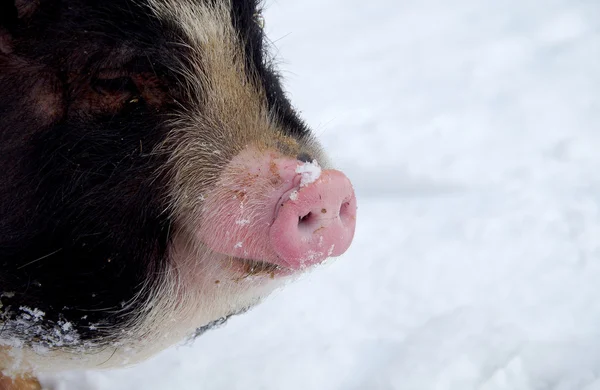 Vietnamese varkens in de sneeuw — Stockfoto