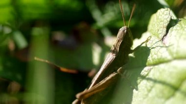 Çekirge yeşil çimlerin üzerinde