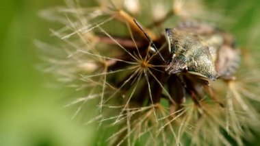 Dolycoris baccarum, böcek