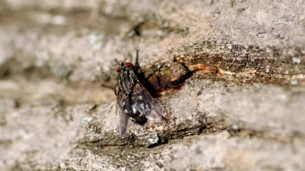 Fliege auf Baumrinde — Stockvideo