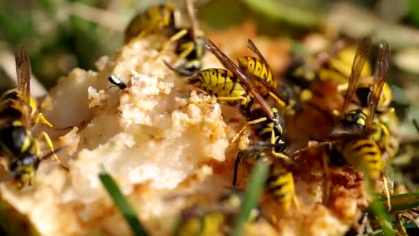 Wasps eat a pear — Stock Video