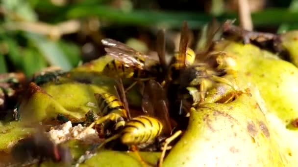 Wespen fressen eine Birne — Stockvideo