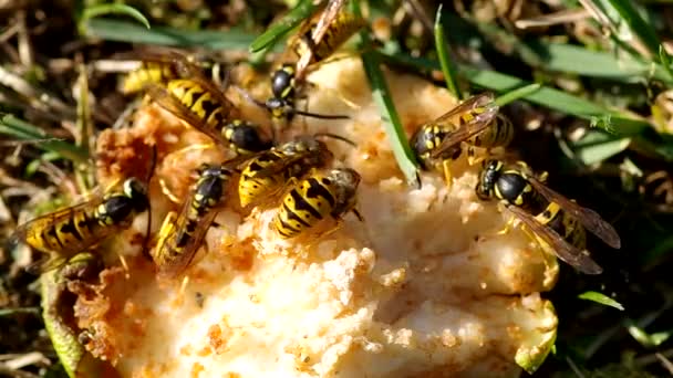 スズメバチを食べる梨 — ストック動画