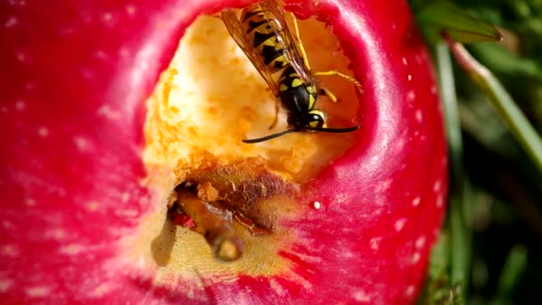 Wasp op rode appels — Stockvideo