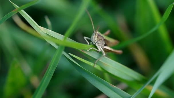 Sauterelle sur l'herbe verte — Video