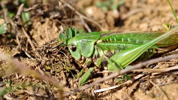 Grasshopper on the green grass — Stock Video