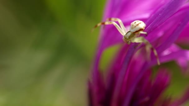 Araña blanca sobre flor púrpura — Vídeo de stock