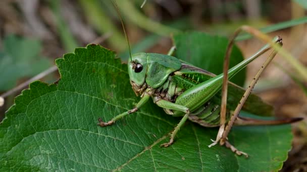 Grasshopper on the green grass — Stock Video