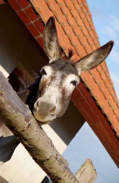 Donkey in the pen — Stock Photo, Image