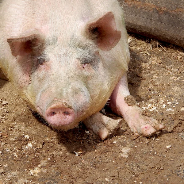 Portret van een varken — Stockfoto