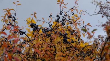 Sonbahar de karaçalı funda