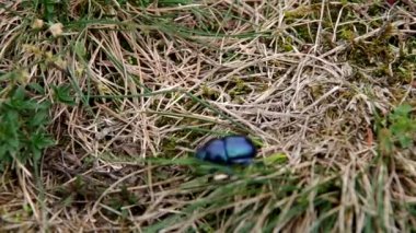 Anoplotrupes stercorosus Scriba
