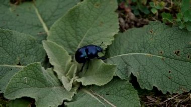Anoplotrupes stercorosus Scriba