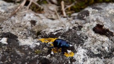 Anoplotrupes stercorosus Scriba