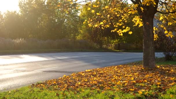 秋の天気と道路 — ストック動画