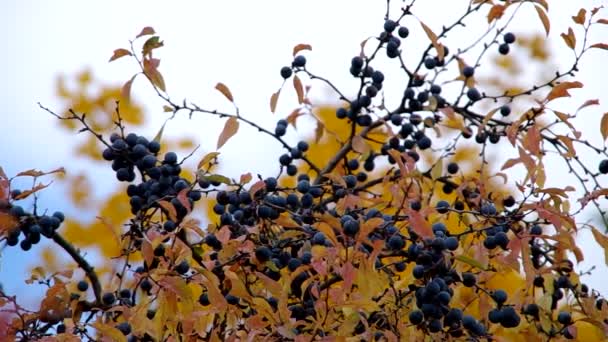 Blackthorn Shrub осенью — стоковое видео