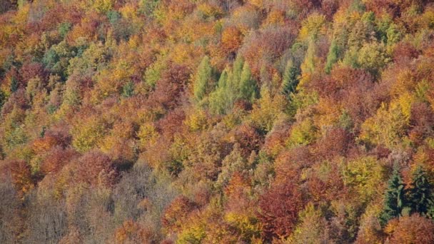Bosque en otoño — Vídeo de stock