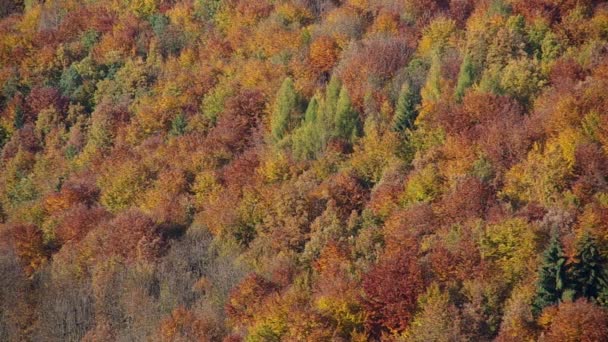 Bosque en otoño — Vídeos de Stock