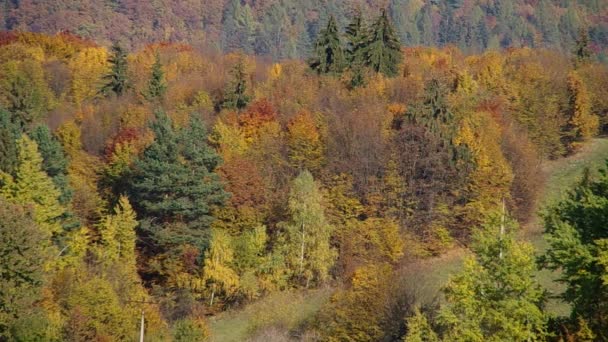 Ліс восени — стокове відео