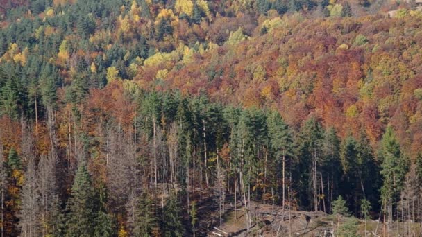 Las jesienią — Wideo stockowe