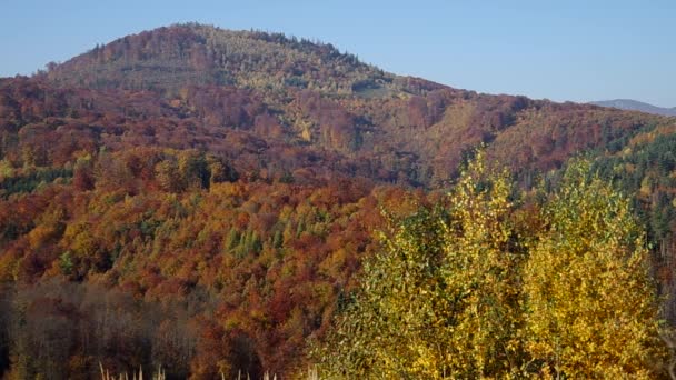 Bosque en otoño — Vídeos de Stock