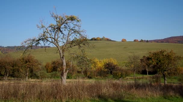 Apple tree in autumn — Stock Video